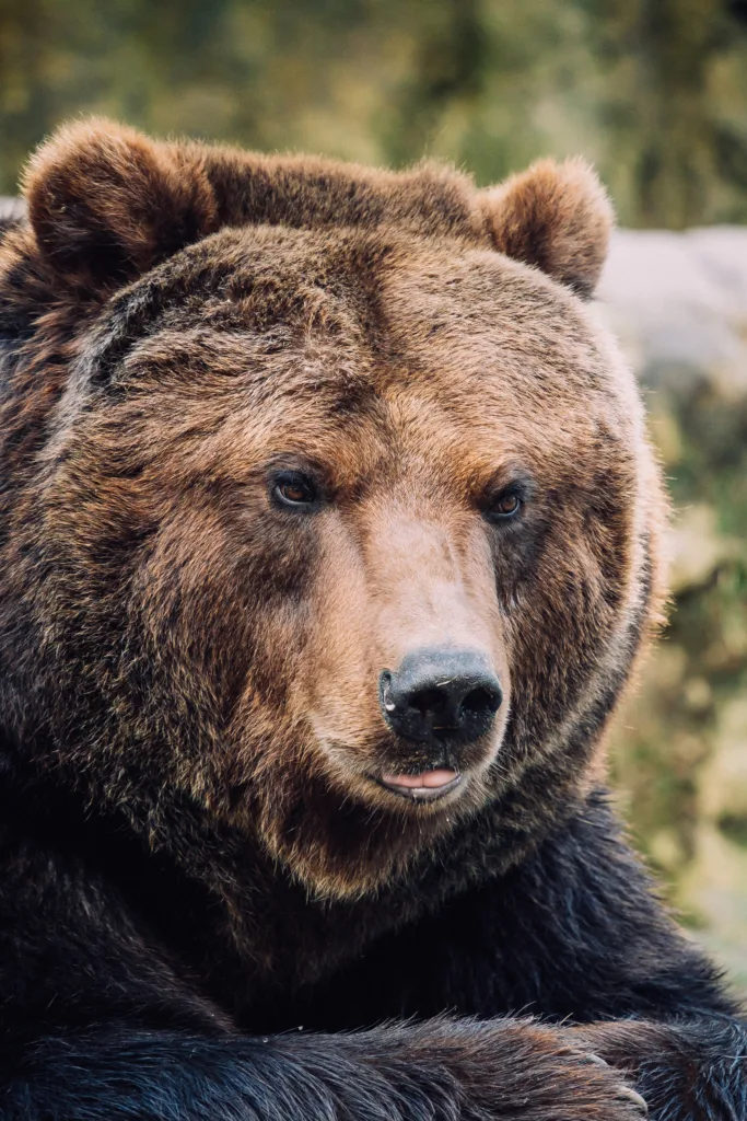 bear in banff